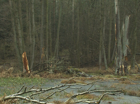 Można wychodzić tylko do pracy, czy do sklepu. O spacerach po lesie  - grafika