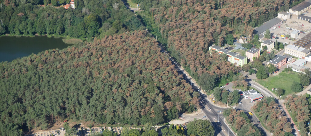 Sosny w lesie przy ulicy Gajowej do wycinki