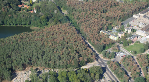 Sosny w lesie przy ulicy Gajowej do wycinki - grafika