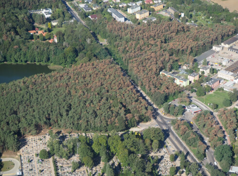 Sosny w lesie przy ulicy Gajowej do wycinki - grafika