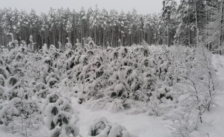 Uważajcie na śnieg w lesie. Może być niebezpieczny 