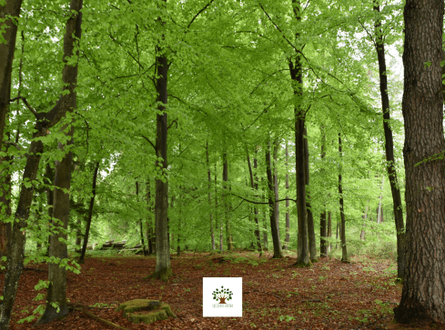 Leśnicy zapraszają do udziału z konkursie fotograficznym - grafika