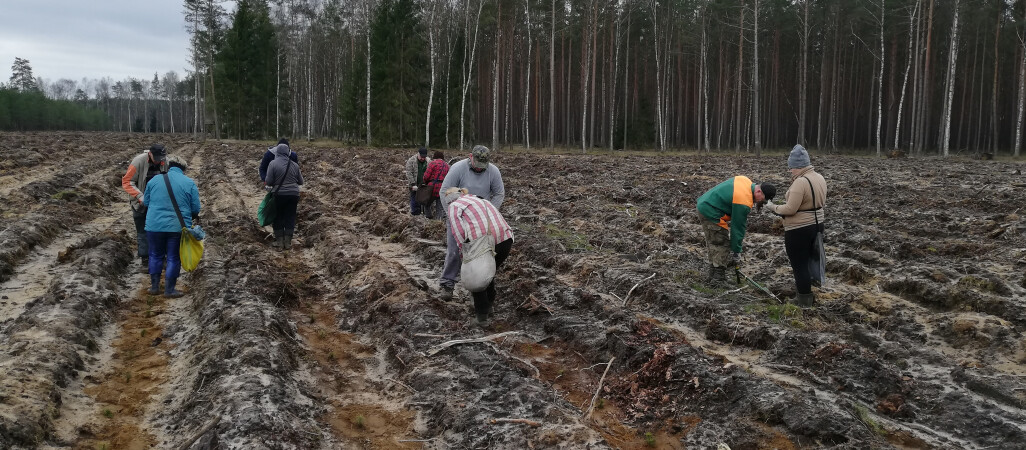 Leśnicy posadzą 23 mln nowych drzew