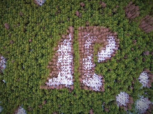 Logo Lasów Państwowych widoczne z lotu ptaka  - grafika