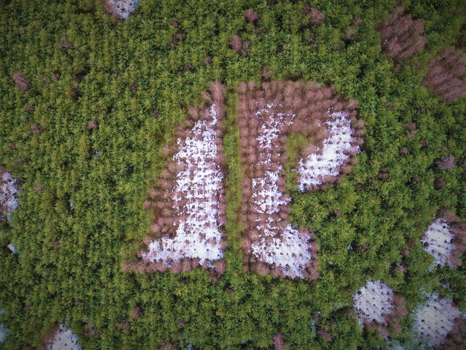 Logo Lasów Państwowych widoczne z lotu ptaka  - grafika