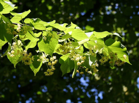 Nowe drzewa na Zielonej Dolinie  - grafika