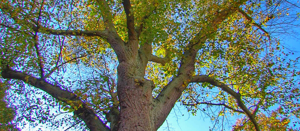 Nie chcą, by przed ich domami posadzono lipy 