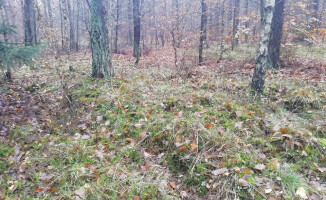 Przypadkowe odkrycie: kurhanowe cmentarze oraz pozostałości po wczesnośredniowiecznych grodziskach