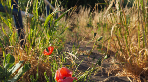 Łąki kwietne zamiast trawników w Pile? Podoba się wam pomysł?  - grafika