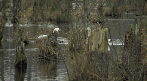 Polska ma takie same zasoby wody co Egipt  - grafika