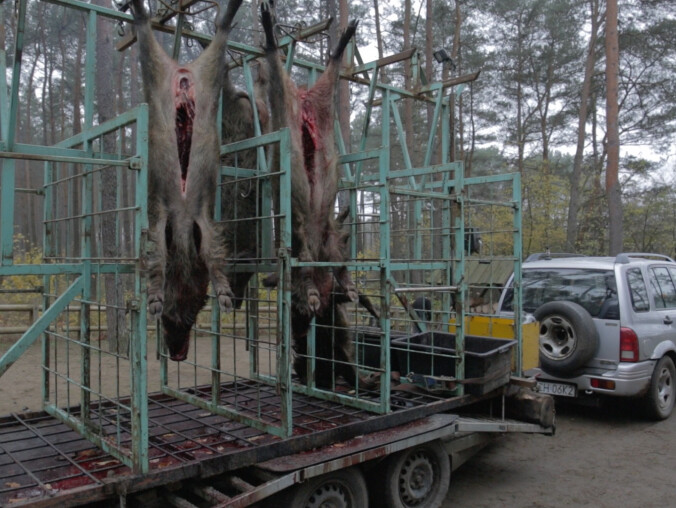 Myśliwi walczą z ASF. Ekolodzy twierdzą, że to "rzeźnia"  - grafika