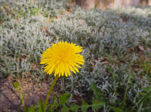 Katastrofalna susza. Ekolodzy proszą o niekoszenie traw  - grafika