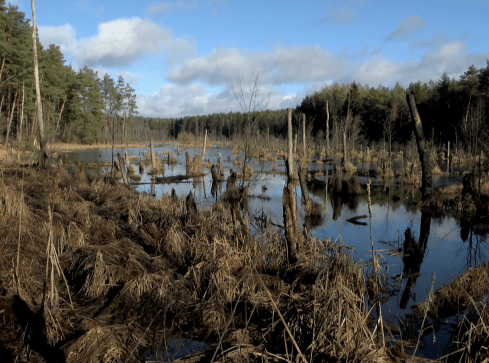 Sto osób wzięło udział w spacerze po pilskich mokradłach  - grafika