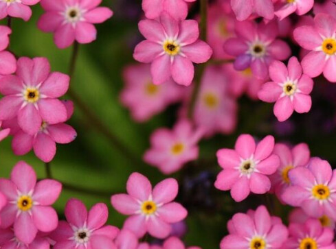 Pilski Rajd Niezapominajki. Każdy może się przyłączyć  - grafika