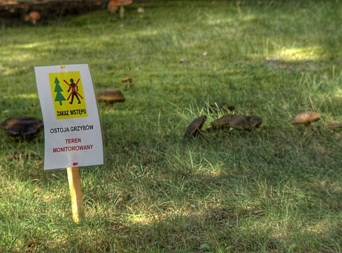 Ostoja grzybowa. Zakaz zbierania prawdziwków!  - grafika