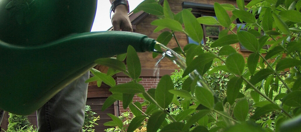 Zakaz podlewania. Brakuje wody pitnej