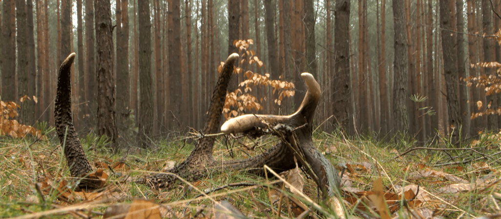 Czy poroże jelenia można zabrać z lasu? 
