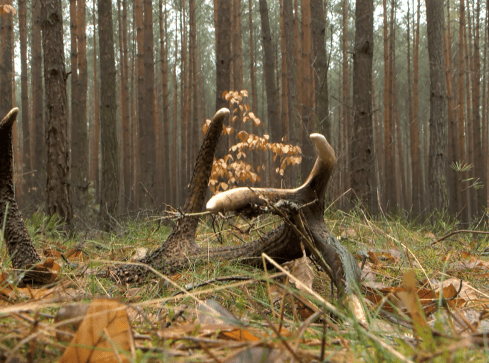 Czy poroże jelenia można zabrać z lasu?  - grafika