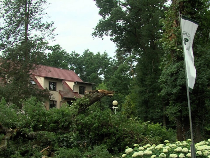 Wichura powaliła 300-letni dąb  - grafika