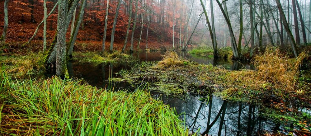 Lasy udostępniają tereny do uprawiania bushcraftu i surwiwalu