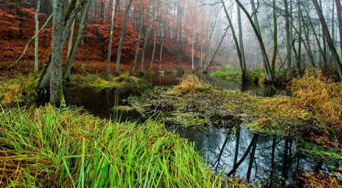 Lasy udostępniają tereny do uprawiania bushcraftu i surwiwalu - grafika