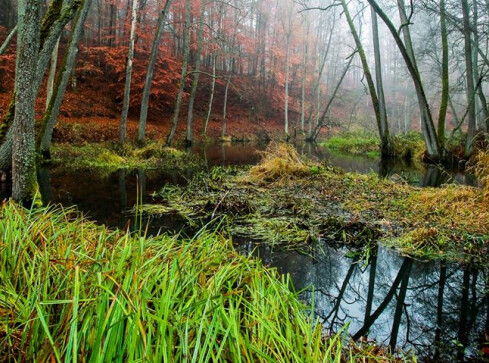 Lasy udostępniają tereny do uprawiania bushcraftu i surwiwalu - grafika