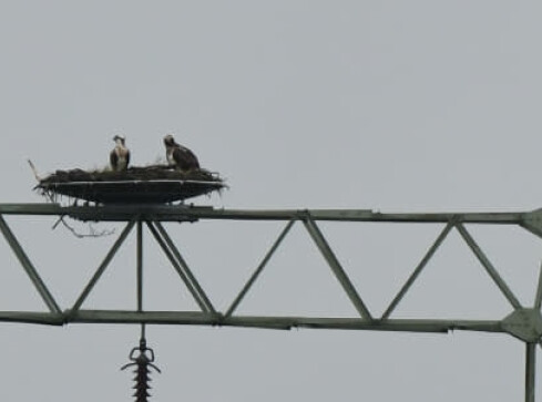 Rybołowy powróciły do Nadleśnictwa Lipka! - grafika