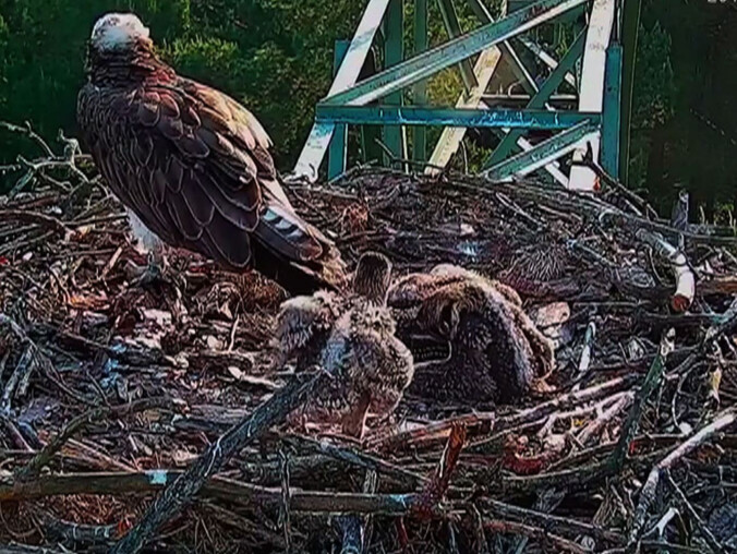 Wykluły się trzy rybołowy. Jakie będą nosić imiona?  - grafika