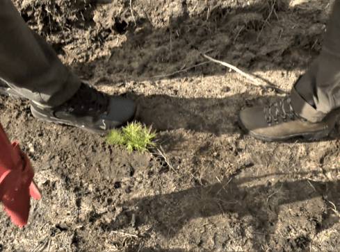 "Łączą nas drzewa" - wspólnie posadzili nowy las  - grafika