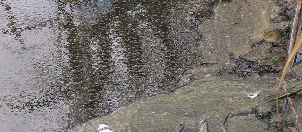 Sinice pojawiają się nad jeziorem Zaleskim. Czy można się kąpać?