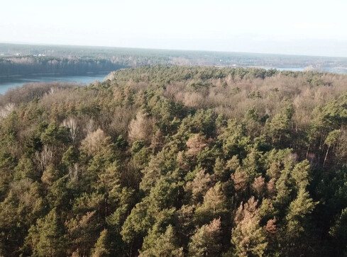 Co z tą zimą? Kurki w lasach, pączkujące krzewy i kwiaty  - grafika