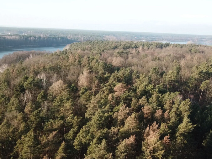 Co z tą zimą? Kurki w lasach, pączkujące krzewy i kwiaty  - grafika