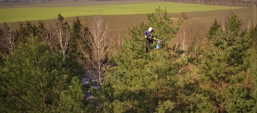 Szyszkarze w ferworze pracy. Na co komu szyszki? VIDEO