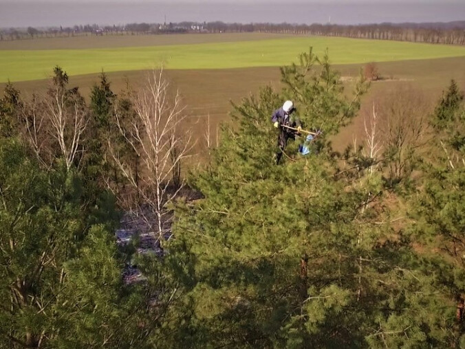 Szyszkarze w ferworze pracy. Na co komu szyszki? VIDEO - grafika