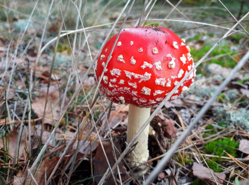 Wysyp grzybów w lasach. Pięknie prezentują się na zdjęciach?  - grafika