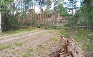 Wiatr połamał drzewa w trzech leśnictwach Puszczy Noteckiej 