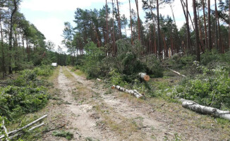 Wiatr połamał drzewa w trzech leśnictwach Puszczy Noteckiej 