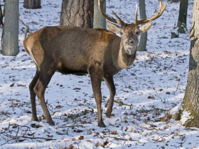 Wolin zimą. O tej porze roku jest wyjątkowy - VIDEO  - grafika