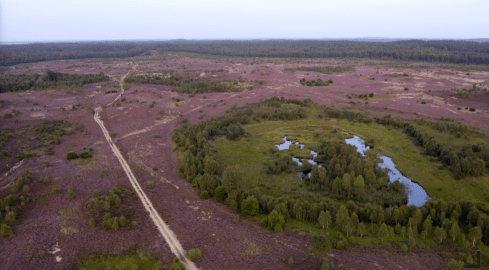 Morze fioletu po horyzont. Kwitną wrzosowiska w Okonku  - grafika