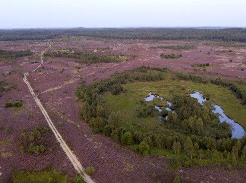 Morze fioletu po horyzont. Kwitną wrzosowiska w Okonku  - grafika