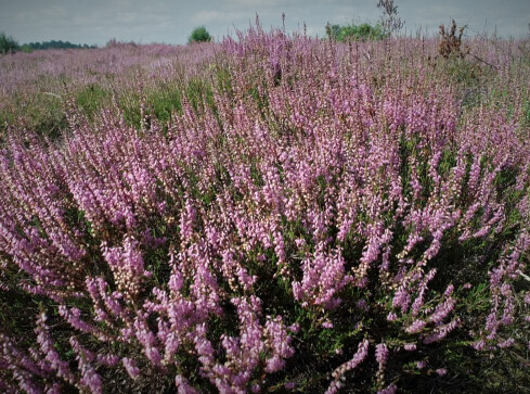 Kwitną wrzosy w rezerwacie przyrody pod Okonkiem  - grafika
