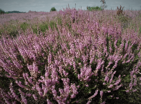 Kwitną wrzosy w rezerwacie przyrody pod Okonkiem  - grafika