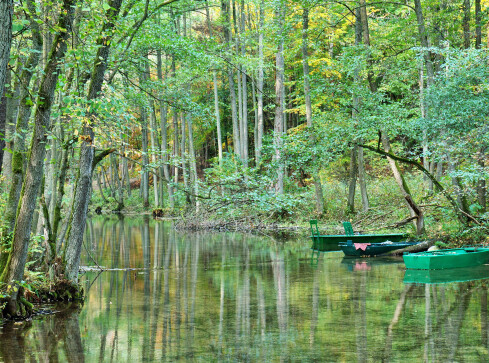 "Wyloguj się do lasu". Atrakcyjne miejsca w lasach naszego regionu - grafika