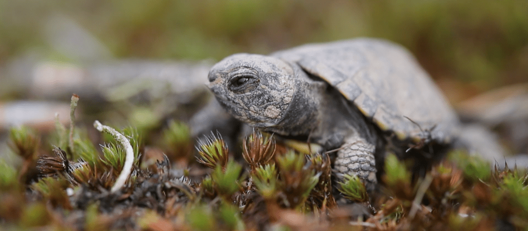 Leśne wędrówki. Filmy przyrodnicze na pokazach 