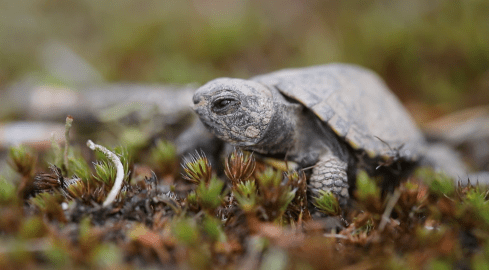 Leśne wędrówki. Filmy przyrodnicze na pokazach  - grafika