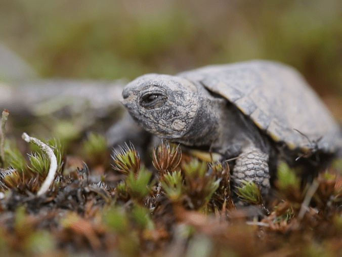 Leśne wędrówki. Filmy przyrodnicze na pokazach  - grafika