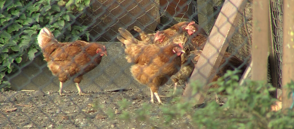 Pomór drobiu. Lekarz weterynarii uspokaja