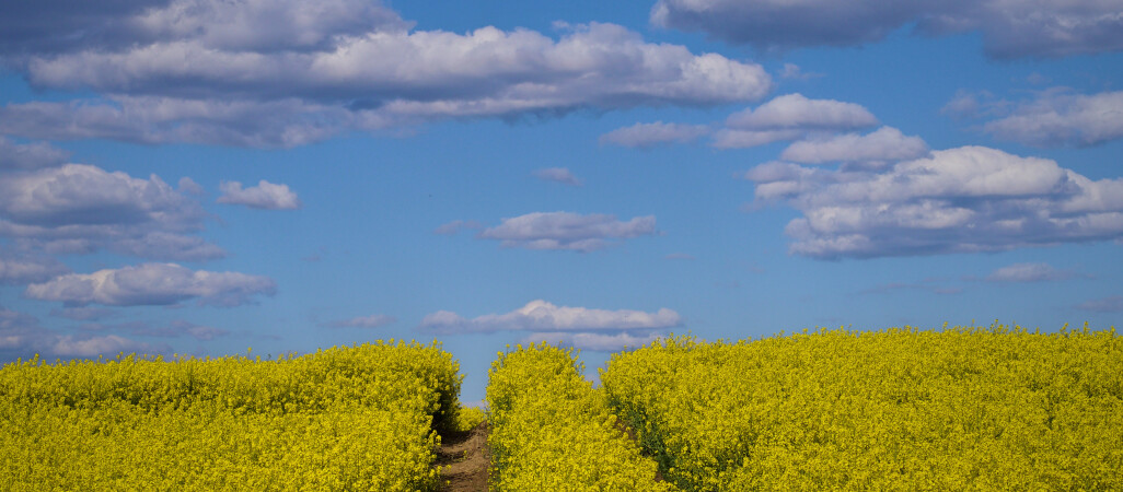 Rolnicy mają jeszcze tylko dwa tygodnie, by się spisać