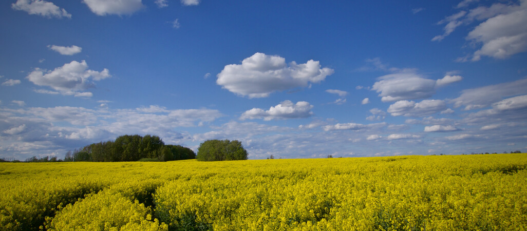 Dopłaty 2020: Ostateczny termin składania oświadczeń mija 8 czerwca