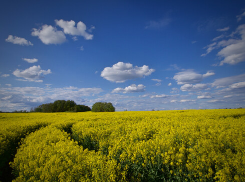 Dopłaty 2020: Ostateczny termin składania oświadczeń mija 8 czerwc - grafika